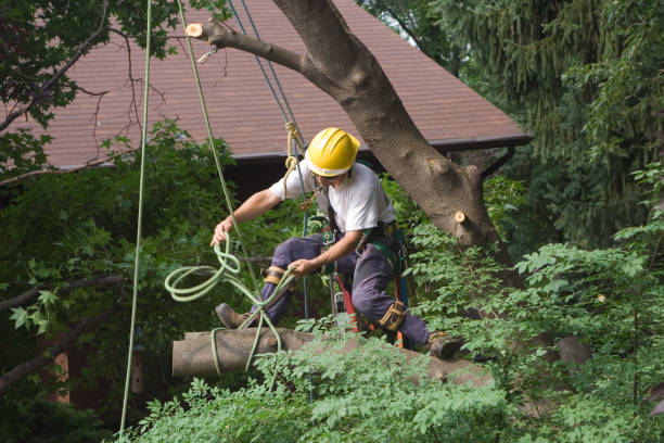 Stamford, CT Tree Services Company