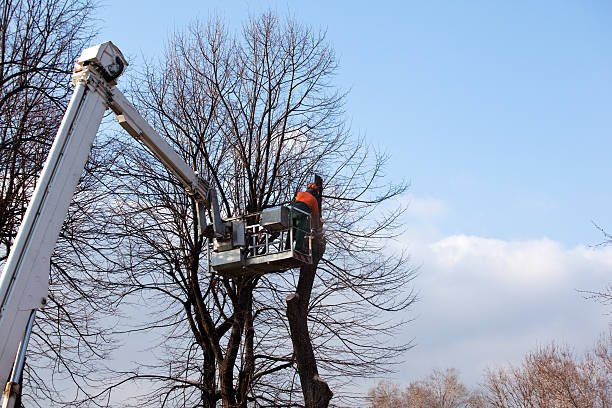 How Our Tree Care Process Works  in  Stamford, CT